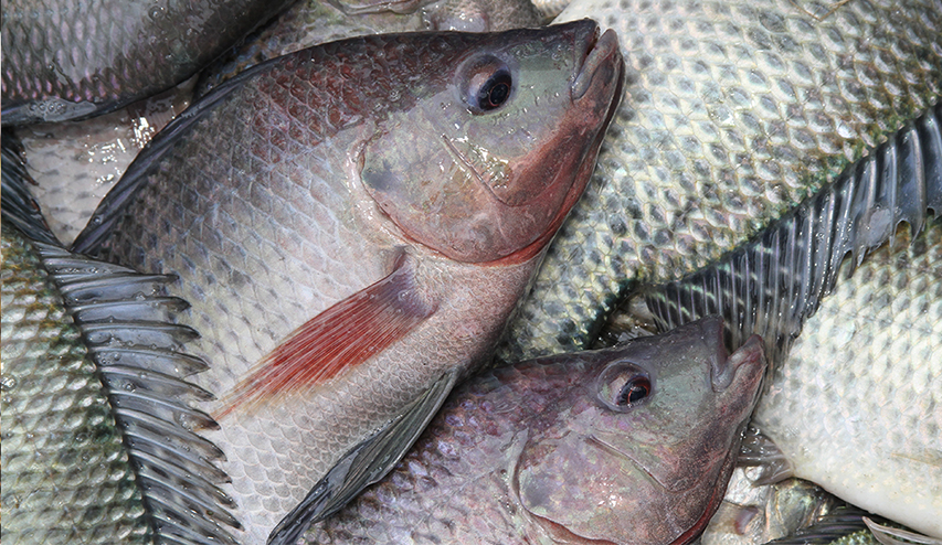 Seguro dígito Aceptado Manejo y nutrición de la tilapia