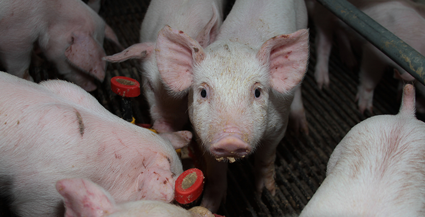 Control de Mycoplasma en lechones para mejorar peso en el destete