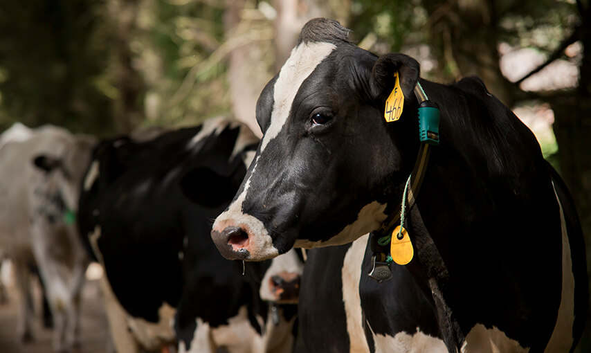 Cómo manejar la hembra bovina