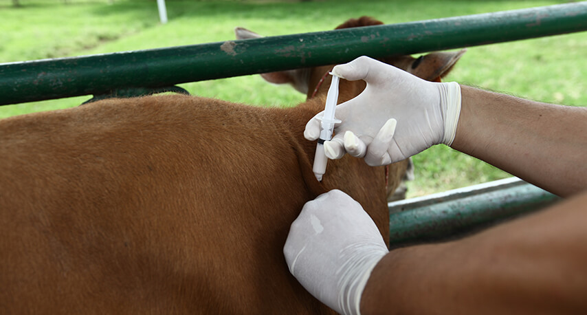 Cómo manejar la hembra bovina