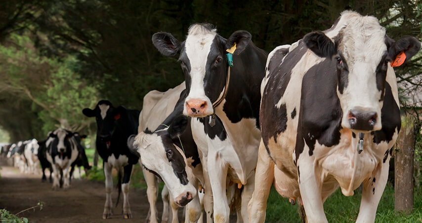 Cómo manejar la hembra bovina