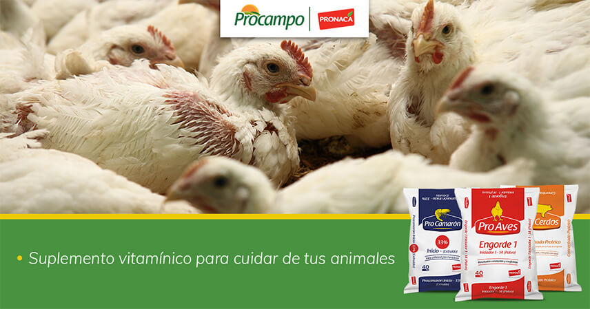 Suplemento vitamínico para cuidar de tus animales