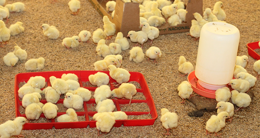 Introducir 57+ imagen como criar pollos recién nacidos