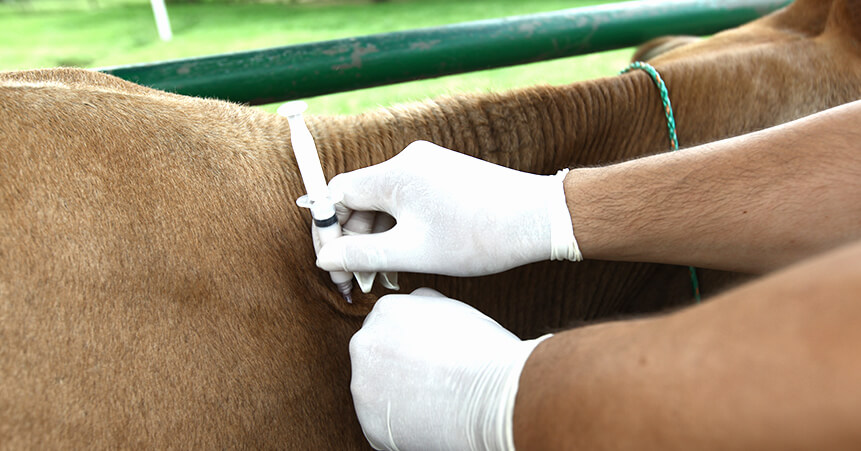 Vacunas del hato: brucelosis y tuberculosis