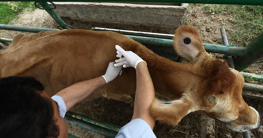 Vacunas del hato: brucelosis y tuberculosis