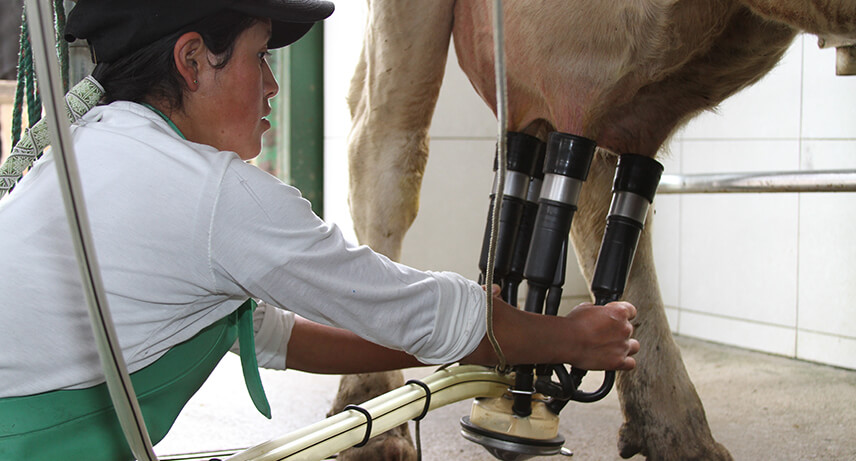 Vacunas del hato: brucelosis y tuberculosis