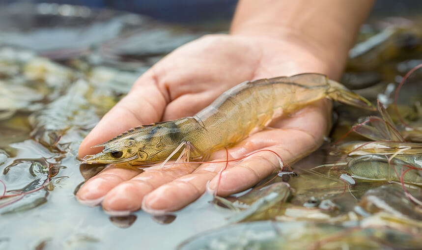 Control de patógenos en la producción de camarones