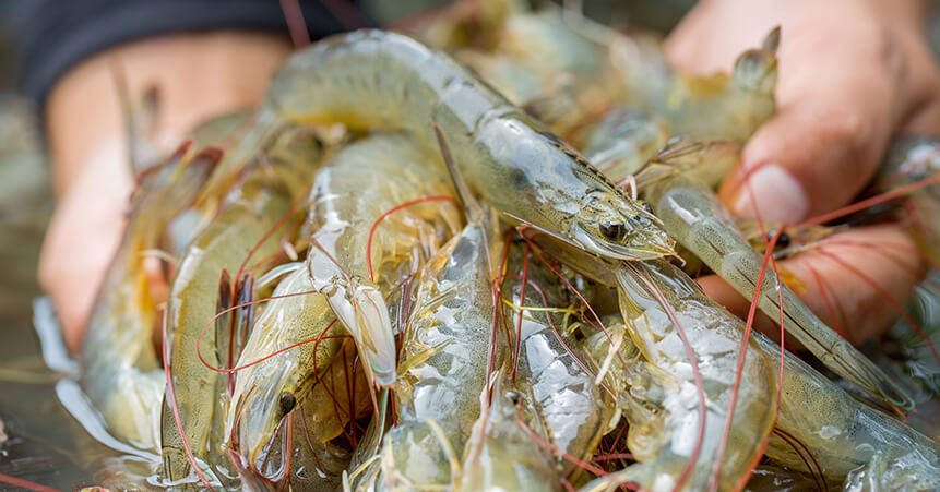 Control de patógenos en la producción de camarones