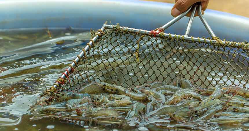 Control de patógenos en la producción de camarones