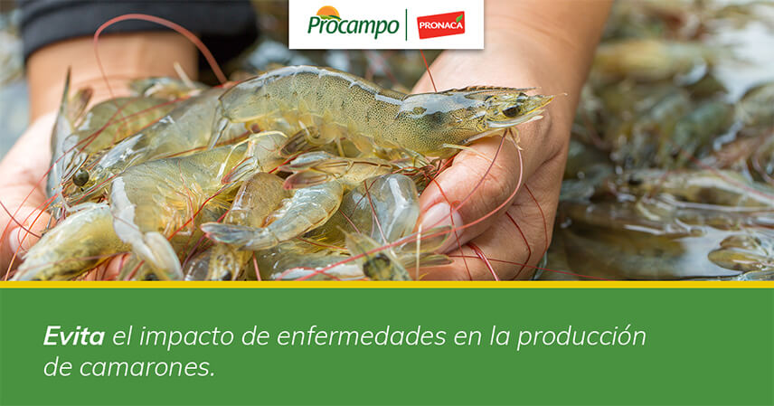 Control de patógenos en la producción de camarones