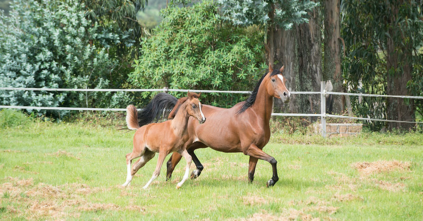 El pasto no es suficiente para alimentar caballos