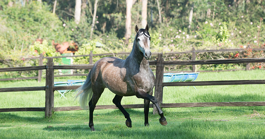 El pasto no es suficiente para alimentar caballos