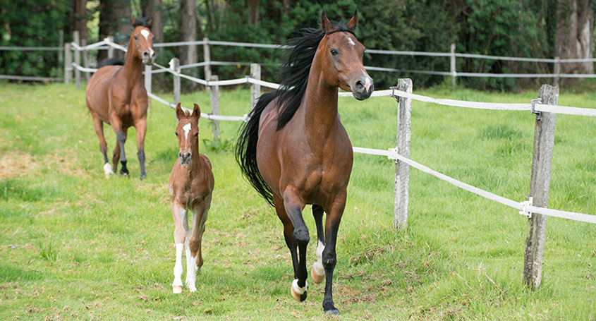 El pasto no es suficiente para alimentar caballos