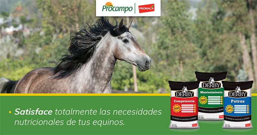 El pasto no es suficiente para alimentar caballos