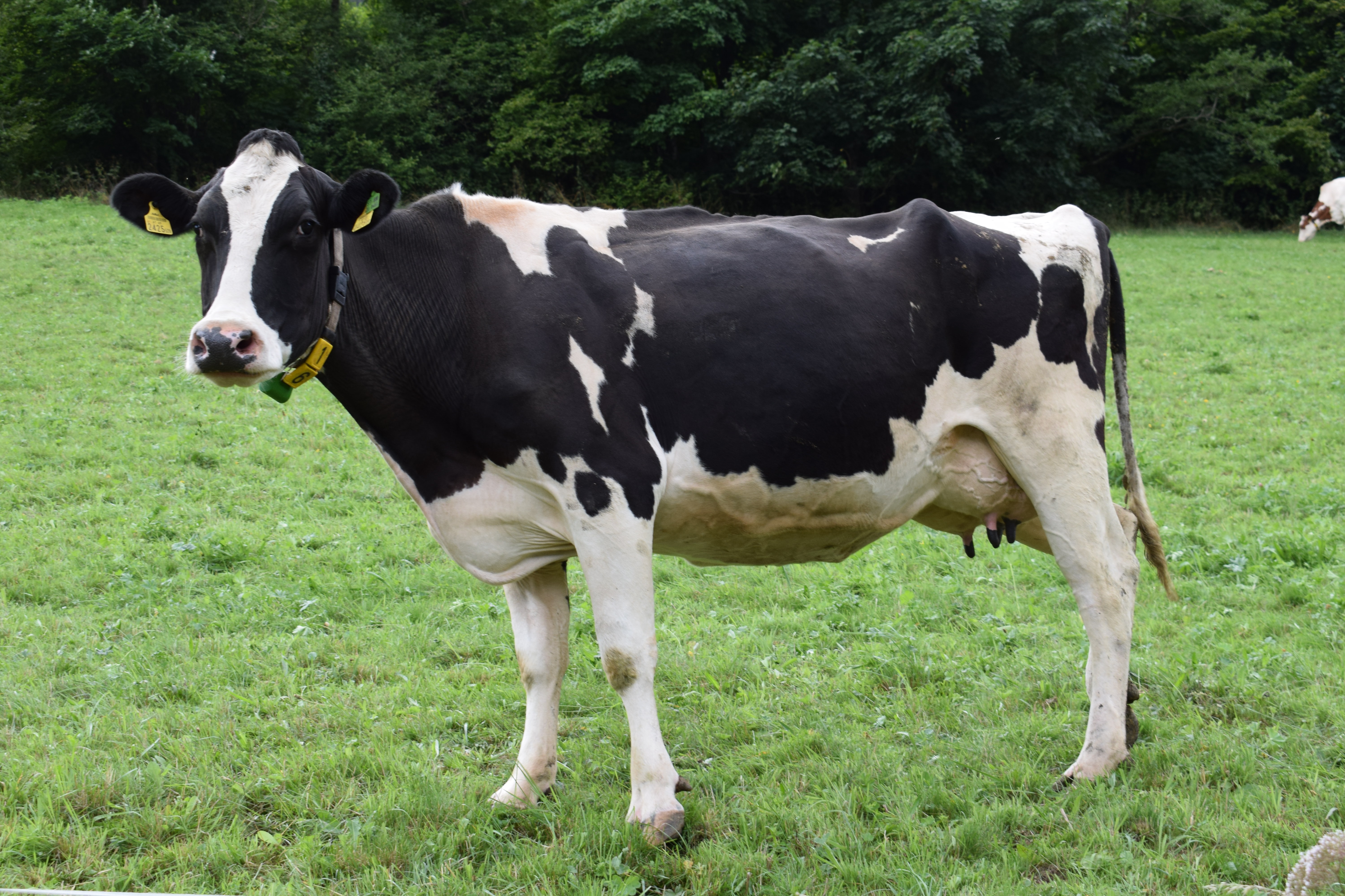 El buen manejo alimenticio para las vacas en producción es la estrategia necesaria para optimizar costos. 