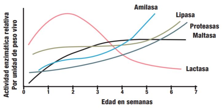 actividad