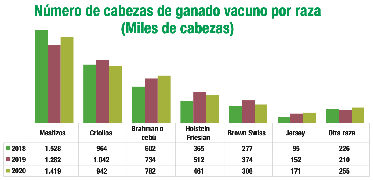 cabezas_raza