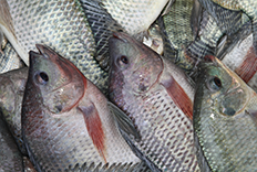 protilapia